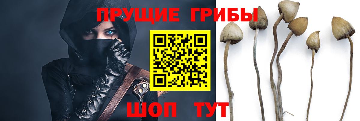 Галлюциногенные грибы ЛСД Горно-Алтайск